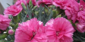 Garoafa-de-gradina (Dianthus caryophyllus) are efect bun asupra nervilor