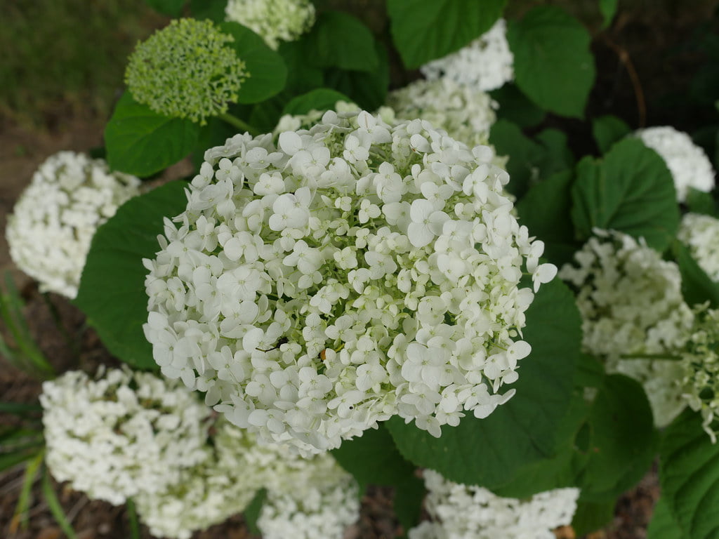 Hortensia de padure