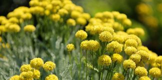 Iarba-Domnului (Santolina chamaecyparissus) considerata o planta sacra