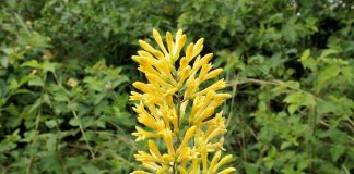 Iasomia-chiliana (Cestrum parqui), planta decorativa si otravitoare