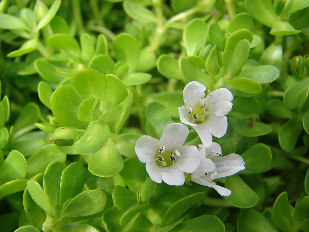 Isopul-de-apa