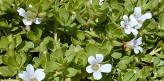 Isopul-de-apa (Bacopa monnieri) imbunatateste memoria si capacitatea intelectuala