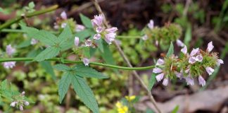 Planta aromatica - Cedronela (Cedronella canariensis)