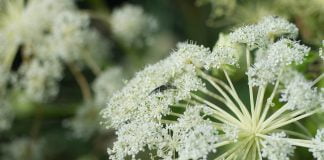 Plante medicinale - Angelica-siberiana (Angelica dahurica)