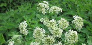 Plante medicinale - Branca-ursului (Heracleum sphondylium)