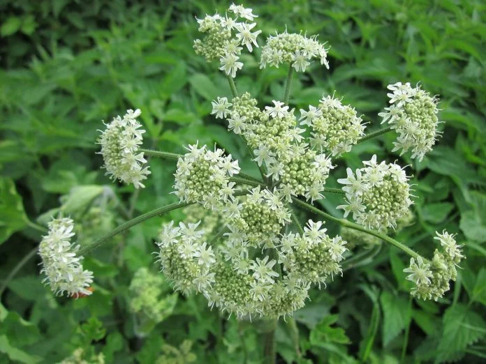Plante medicinale - Branca-ursului (Heracleum sphondylium)