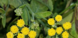 Plante medicinale - Calomfirul (Tanacetum balsamita)