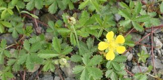 Plante-medicinale, Cinci-degete (Potentilla reptans)