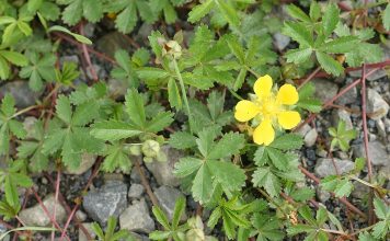 Plante-medicinale, Cinci-degete (Potentilla reptans)