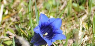 Plante medicinale - Gentiana (Gentiana clusii)