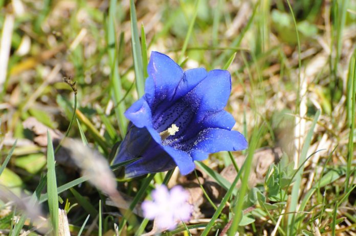 Plante medicinale - Gentiana (Gentiana clusii) Plante medicinale - Gentiana (Gentiana clusii)