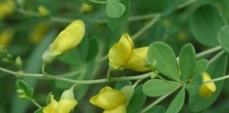 Plante-medicinale - Indigoul-salbatic (Baptisia tinctoria)