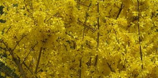 Plante medicinale - Ploaia-de-aur (Forsythia suspensa)