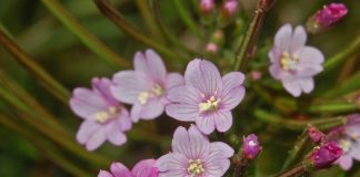 Plante medicinale - Pufulita-cu-flori-mici (Epilobium parviflorum)