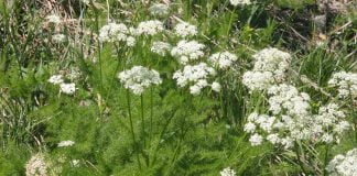 Plante medicinale - Radacina-ursului (Meum athamanticum)