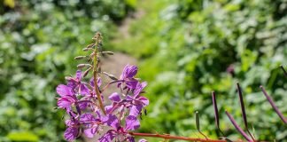 Plante medicinale - Sburatoarea (Epilobium angustifolium)