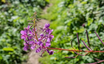 Plante medicinale - Sburatoarea (Epilobium angustifolium)