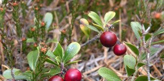 Plante-medicinale - Strugurii-ursului (Arctostaphylos uva-ursi)