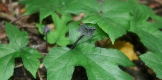 Plante medicinale din Caraibe - Dorstenia (Dorstenia contrajerva)