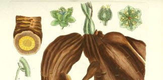 Radacina plantei Calumba (Jateorhiza palmata) ajuta la tratarea dizenteriei