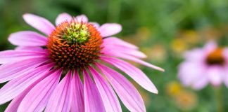 Sfaturi pentru a combate gripa, pentru a scapa de tuse si dureri de gat