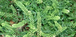 Urda-vacii de Virginia (Lepidium virginicum), leguma si planta medicinala