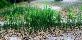 Afla ce proprietati au germenii de grau si de ce este important sa se consume iarna!