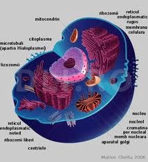 Celula animala