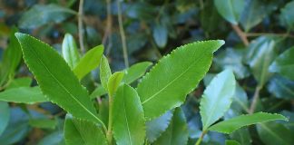 Arbustul-de-kath (Catha edulis), planta interzisa, amfetamina naturala