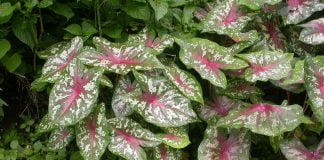 Aripa-ingerului (Caladium bicolor), planta otravitoare