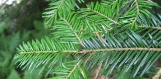 Bradul-argintiu (Abies alba) are proprietati analgezice si antibacteriene