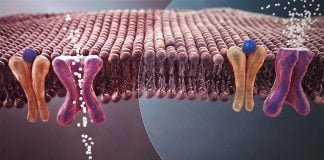 Diabetul zaharat de tip 2 (non-insulino dependent) – simptome, tratament, alimentatie Diabetul zaharat de tip 2 (non-insulino dependent) - simptome, tratament, alimentatie