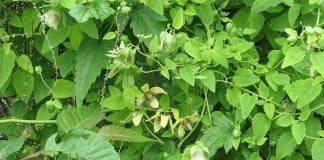 Ginsengul-salbatic (Codonopsis pilosula) vindeca infectiile respiratorii