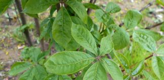 Ginsengul-siberian (Eleutherococcus senticosus) consolideaza sistemul imunitar