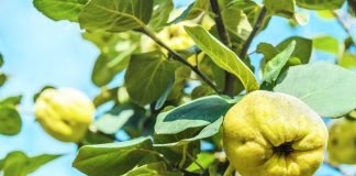 Gutuia - Stiati ca…