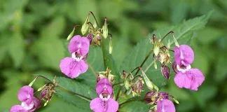 Impatiens (Impatiens glandulifera), planta medicinala