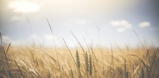 Orzul - doctor adevarat oferit de natura