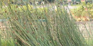 Plante medicinale - Efedra - Stiati ca…