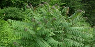 Sumacul-ornamental (Rhus glabra) folosit in homeopatie