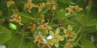 Arborele Madjo (Aegle marmelos) – Copacul sacru din India