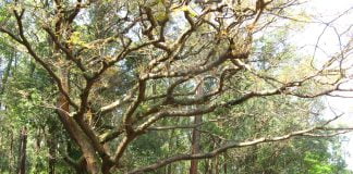 Arborele copaiba (Copaifera langsdorfii)