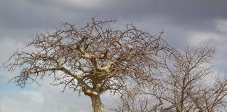 Arborele de smirna si uleiul de smirna - Stiati ca…