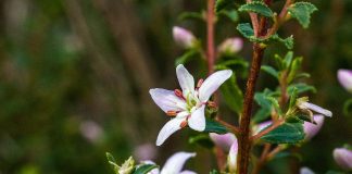 Arbustul Bucco (Agathosma betulina) are proprietati antiseptice, diuretice