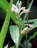 Cardamomul (Elettaria cardamomum)