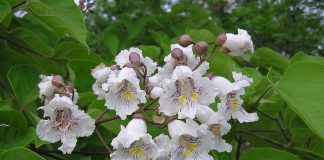 Catalpa (Catalpa bignonioides), planta care trateaza febra si bronsita