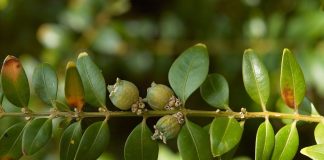 Cismirul (Buxus sempervirens) este o planta ce vindeca febra