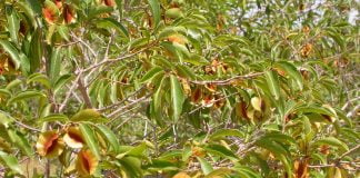 Combretum (Combretum micranthum), o planta ce combate virusurile