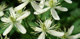 Curpenul (Clematis recta), planta ce provoaca iritatii pe piele