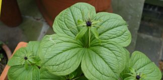 Dalacul (Paris quadrifolia), planta ce ajuta in tratamentul nevralgiilor