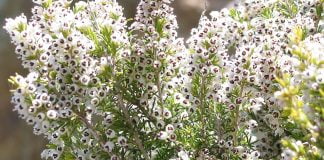 Erica (Erica arborea), lemnul arbustului se foloseste la fabricarea pipelor